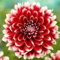 1 หัว/ออเดอร์ รักเร่ Dahlia Bulbs สายพันธุ์ Red Fubuki หัวรักเร่ ดอกไม้ หัวหน่อ เหง้า นำเข้า เนเธอร์แลน หัวสดใหม่