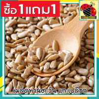 ? ส่งฟรี ? ซื้อ 1 ฟรี 1 ขนาด 500กรัม ฟรี 500กรัม เมล็ดทานตะวันแกะเปลือก Sunflower Seeds Roasted Unsalted เม็ดทานตะวัน ทานตะวันอบ ขนมกินเล่นถูกๆ ขนมกินเล่น อาหารพร้อมทาน ขนมที่ดังใน tiktok ขนมถูกๆส่งฟรี ธัญพืชรวม ธัญพืชอบแห้ง ราคาถูก ขนม ลูกพรุน ผลไม้รวม