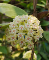 โฮย่า ต้นไม้เลี้ยงง่าย (Hoya parasitica green)