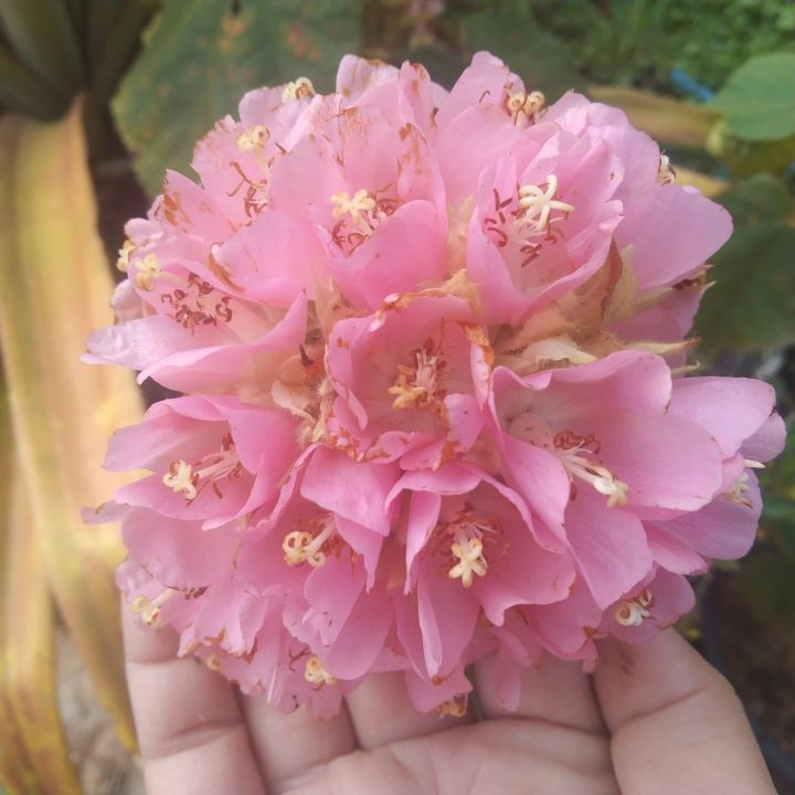 พุดตานญี่ปุ่น-pink-dombeya-pink-wild-pear-ไม้พุ่ม-ไม้ประดับ-ดอกสีชมพู-สวยงาม-ขนาดจัดส่งสูงประมาณ20-30cm