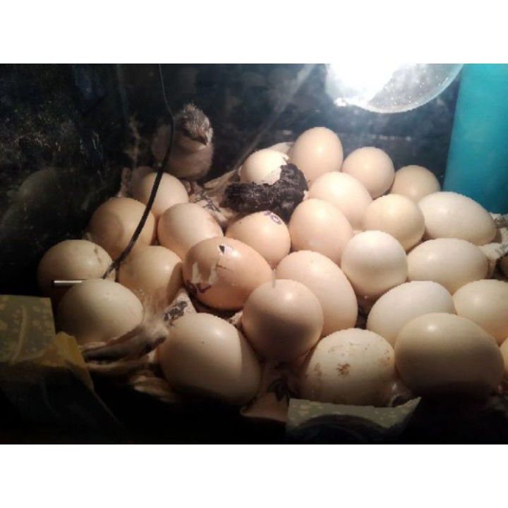 ตู้ฟักไข่สัตว์ทุกประเภท-ครบคุมอุณหภูมิอัตโนมัติ-มีพัดลมระบาย-มีตัววัดความ-ชื้น-ขนาด24-30ฟอง
