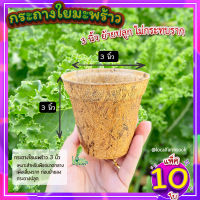 กระถางใยมะพร้าว ( 3 นิ้ว แพ็ค 10 ใบ ) กระถางต้นไม้ กระถางแคคตัส ระบายอากาศได้ดี รากเดินดี กระถางลดโลกร้อน ย่อยสลายได้ตามธรรมชาติ?