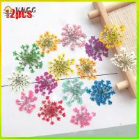 VHGG 12pcs DIY Accessories Party Supplies Home Decoration Hand-made Plant Pressed Dried True Flower Ammi Majus Flower