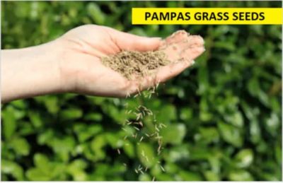100 เมล็ดหญ้า หญ้าภูเขา หญ้าแพมพัส Pampas grass แปมปัส นำเข้าจาก USA อัตราการงอก 80-85%