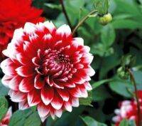 1 หัว/ออเดอร์ รักเร่ Dahlia Bulbs สายพันธุ์ Duet หัวรักเร่ ดอกไม้ หัวหน่อ เหง้า นำเข้า เนเธอร์แลน หัวสดใหม่