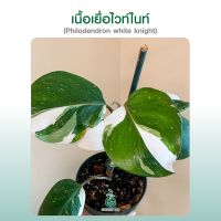 ฟิโลเดนดรอนไวท์ไนท์ Philodendron white knight ไม้เนื้อเยื่อ ไม้เพาะเนื้อเยื่อ ไม้ด่าง