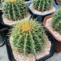 cactus กระบองเพชร ถังทอง ขนาด 10-12 ซม. ราคาถูก