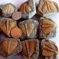 QICAI692 ชีวิตทางทะเล ธรรมชาติ Trilobite หาง หนอนสามใบ ดีไอวาย หินเดิม สร้างสรรค์และสร้างสรรค์ หางหนอนมงกุฎ ตัวอย่างการเรียนการสอน ของตกแต่งบ้าน