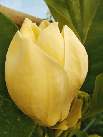 ต้น-แมกโนเลีย-เยลโล่เบิร์ด-magnolia-yellow-bird-แมกโนเลียดอกสีเหลือง-สูง-30-50-ซ-ม