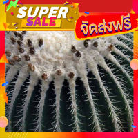 ส่งฟรี เมล็ดพันธุ์ ถังเงิน Echinocactus grusonii v alba 10 เมล็ด cactus แคคตัส กระบองเพชร โปรโมชั่น เก็บปลายทาง