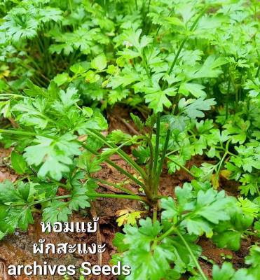 หอมแย้ ☘️ผักสะแงะ🍃Archives Seeds☘️🍃เมล็ดพันธุ์ผักชีแงะ ผักชีล้อม