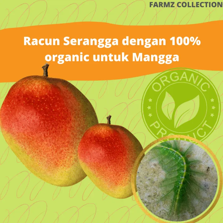 Insecticide with 100 organic for Mango Racun Serangga dengan 100