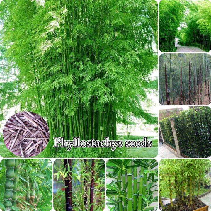 Giant Moso-Bamboo Seeds Phyllostachys Seeds for Planting Pubescens ...