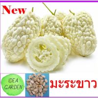 เมล็ดพันธุ์ มะระขาวไต้หวัน มะระขาว ไต้หวัน (White bitter gourd) เมล็ดพันธุ์ OP คัดพิเศษอย่างดีจากไต้หวัน บรรจุ 3 เมล็ด/ซอง