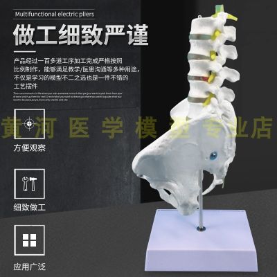Medical human male pelvic model with five lumbar hip sacral coccygeal vertebra bone model model