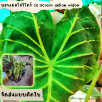 1 ต้น colocasia yellow widow หรือราชินีฟาโรห์เหลือง กระดูกใบเหลืองสวย เด่น ส่งแบบตัดใบออก สินค้าพร้อมจัดส่ง