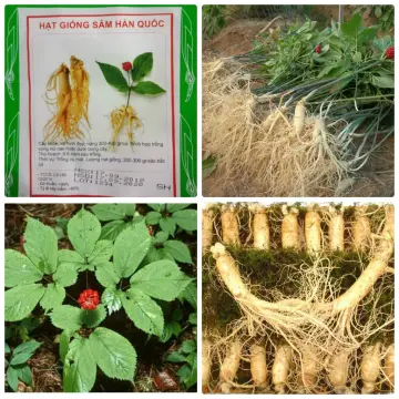 What are the benefits of planting Korean ginseng seeds?