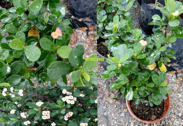 Pokok berduri tajam