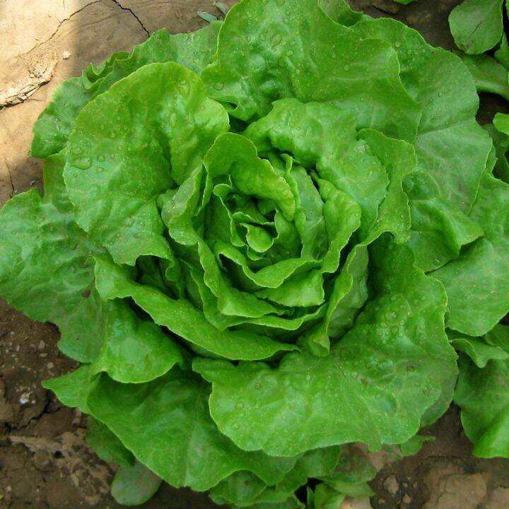 Butter Head Lettuce Seeds Butter Lettuce ‘Seeds Lazada PH