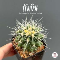 ถังเงิน Echinocactus Grusonii v Alba แคคตัส กระบองเพชร cactus&amp;succulent