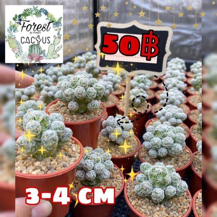 แมมตุ๊กตาญี่ปุ่น-mammillaria-gracilis-กระถาง-2-นิ้ว-ฟอมกอ-มีพร้อมจัดส่ง