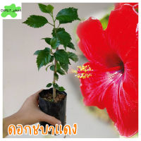 ต้นดอกชบาแดง ราชินิแห่งไม้ดอกเมืองร้อน 5แถม1 red hibiscus flower