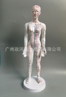 50 cm clear acupuncture male human body model to model the human body meridian model medical acupuncture points