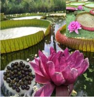 5 เมล็ด เมล็ดพันธุ์ บัวกระด้ง (Victoria waterlily) Unseen Thailand บัวกระด้งยักษ์ผู้ใหญ่ยืนได้