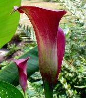 20 เมล็ดพันธุ์ ต้นคาลล่าลิลลี่ คาลล่า ลิลลี่ (Calla Lily) เป็นดอกไม้ ที่แทนสัญลักษณ์แห่งความรัก อัตราการงอก 80-85%