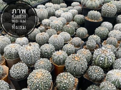 Astrophytum แอสโตร Super kabuto ลูกV-type  แคคตัส แอสโตรไฟตัม  ราคาเบาๆ