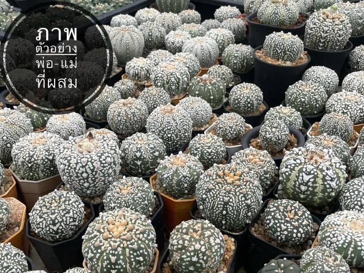 astrophytum-แอสโตร-super-kabuto-ลูกv-type-แคคตัส-แอสโตรไฟตัม-ราคาเบาๆ