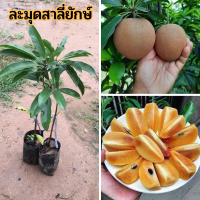 ( 2 ต้น )  ต้นละมุดสาลี่ยักษ์ ต้นเสียบยอด ต้นพันธุ์ประมาณ 40-45 ซม.