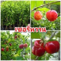 ( PRO+++ ) โปรแน่น.. เชอรี่หวาน รสชาติหวานอมเปรี้ยวนิดๆ ต้นพันธุ์ตอนกิ่งสูง 40-50 ซม.แข็งแรงพร้อมปลูก ราคาสุดคุ้ม พรรณ ไม้ น้ำ พรรณ ไม้ ทุก ชนิด พรรณ ไม้ น้ำ สวยงาม พรรณ ไม้ มงคล