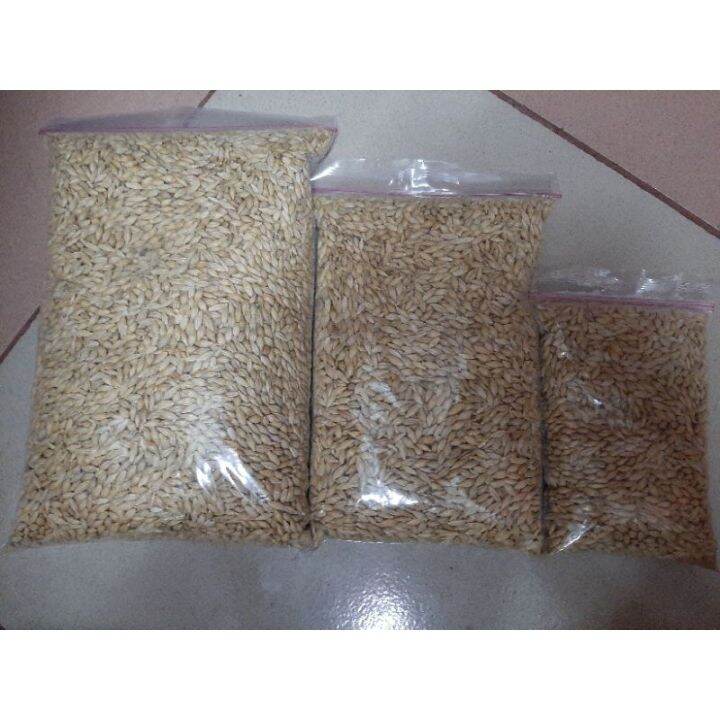【READY STOCK】 1KG PURE BARLEY GRASS SEEDS PURE WHEAT SEEDS PREMIUM