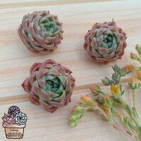 โปรแรง ECHEVERIA LONELY STAR กุหลาบหินน่ารักพร้อมส่ง 50สายพันธุ์ ร้านใบบุญ กุหลาบหิน ไม้อวบน้ำ Succulent Echeveria ราคาถูก ต้นไม้ ต้นไม้ ฟอก อากาศ กระถาง ต้นไม้ ไม้ ประดับ