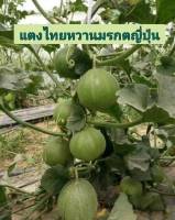 แตงไทย เมล็ดพันธุ์แตงไทยหวานมรกตญี่ปุ่น บรรจุ 10 เมล็ด หวานหอม ปลูกง่าย