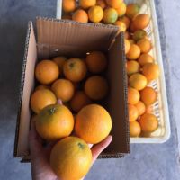 [COD] Freshly picked summer orange whole box free shipping 10 catties with skin thin juicy sweet fruit pregnant women Hubei agricultural products