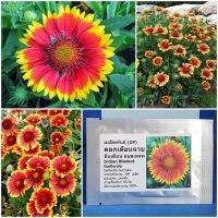 เมล็ดพันธุ์ ดอกเดือนฉาย อินเดียน แบลงเคท Indian Blanket Gaillardia 100 เมล็ด คุณภาพดี ราคาถูก ของแท้