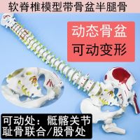 85 cm body spinal soft spine model with dynamic deformation pelvic half leg bones and muscles shading model