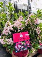 Rhododendron โรโดเดนดรอน  Inkarho Bloombux  ไม้ดอกนำเข้าจากประเทศฮอลแลนด์ พร้อมป้ายชื่อและเลขพาสปอร์ต