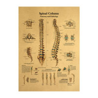 【H167】New Human Body Interpretation Picture-Spine Kraft Paper Retro Poster Classroom Museum Wall Decoration Painting