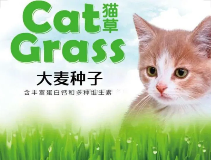 Sweet Oats Cat Grass Seeds 30PCS ( Imported Seeds US ) for Cat, Dogs