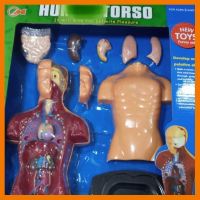 สินค้าขายดี!!! โมเดลร่างกาย Human Torso โมเดลส่วนประกอบร่างกาย ของเล่น โมเดล โมเดลรถ ของเล่น ของขวัญ ของสะสม รถ หุ่นยนต์ ตุ๊กตา โมเดลนักฟุตบอล ฟิกเกอร์ Model