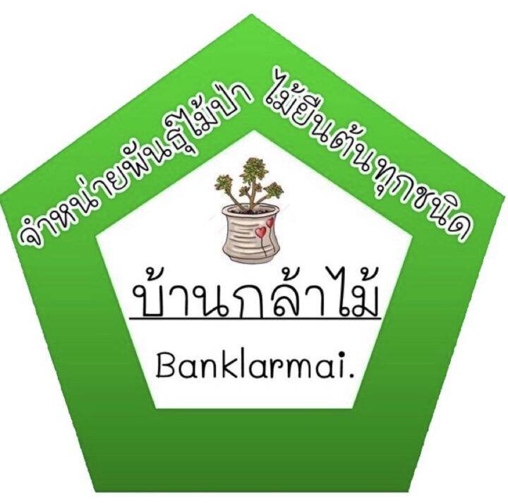 ต้นทุเรียนทองย้อยฉัตร-ต้นแข็งแรง-ระหว่างขนส่งสินค้าเสียหาย-ทางร้านรับผิดชอบทุกรณีจ้า