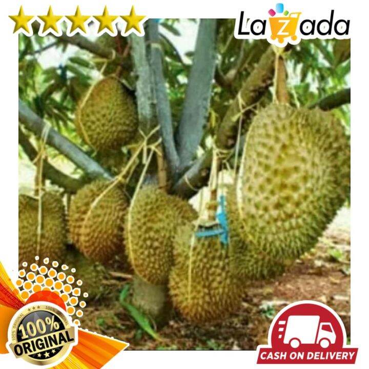 Bibit Tanaman Buah Durian Montong Super Jumbo Lazada Indonesia