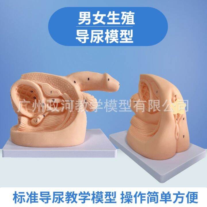 Inside and outside the body simple urethral catheterization genital