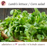 เมล็ดผักสลัด ‘แลมป์’ หรือ คอร์นสลัด / Lamb’s lettuce Corn salad