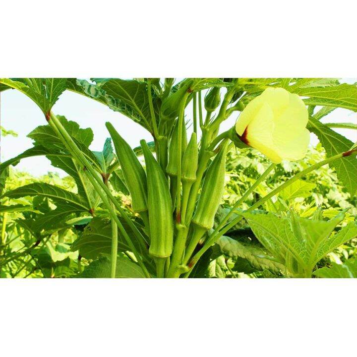 Okra Ladys Fingers Seeds Condor Plant Vegetable Okra Camiling