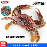 ? ของขวัญ Simulation model of large crab toy soldier king the horseshoe crabs Marine toys