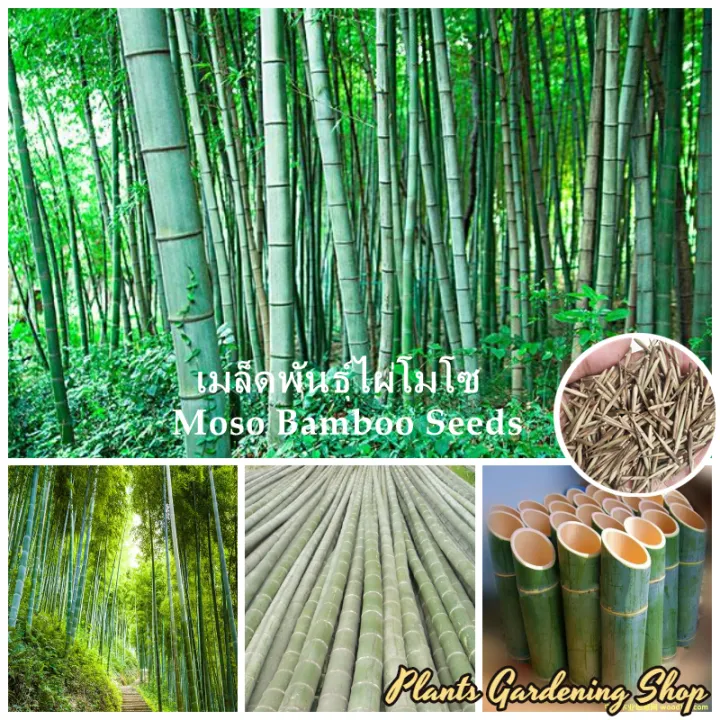 Moso Bamboo Seeds Phyllostachys Seeds 50 seeds (not live plants